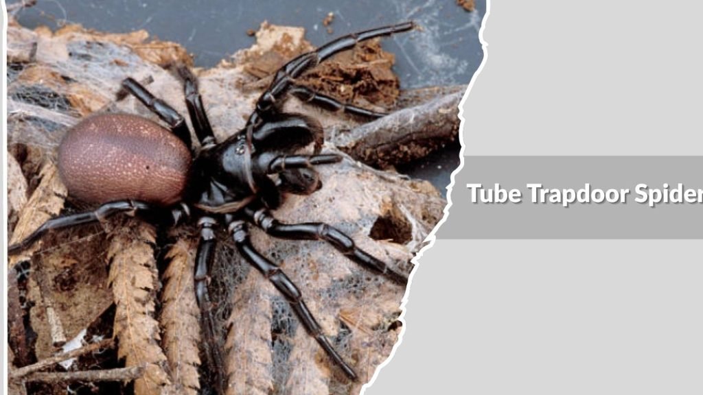 Tube Trapdoor Spider