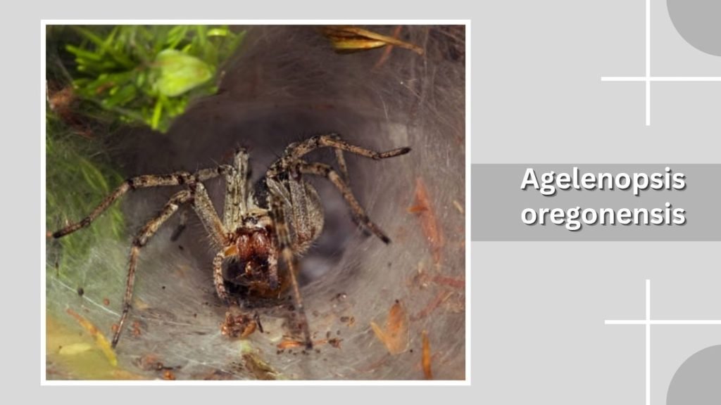  Agelenopsis oregonensis