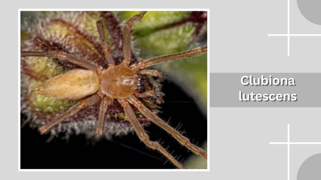 Clubiona lutescens