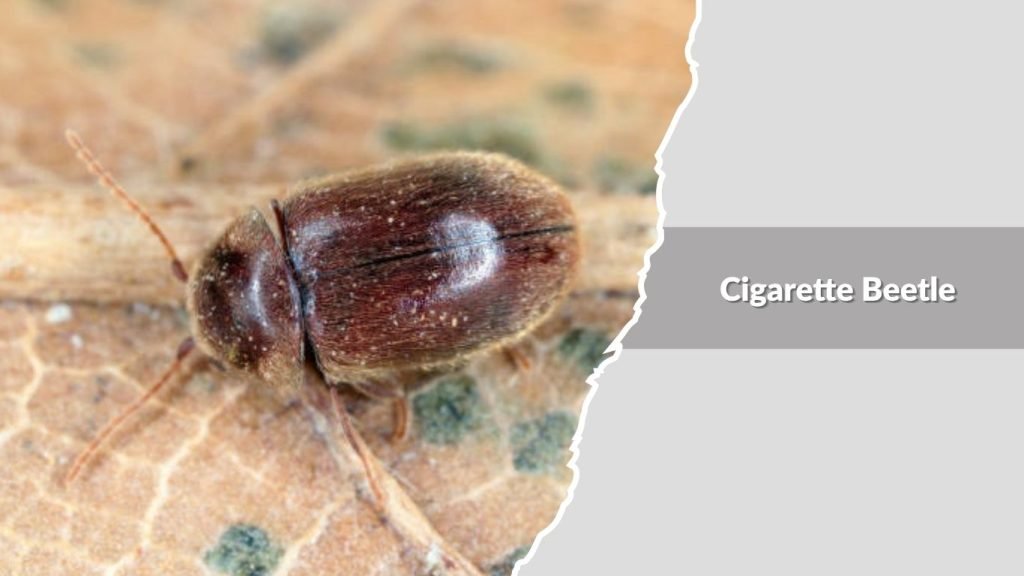 Cigarette Beetle