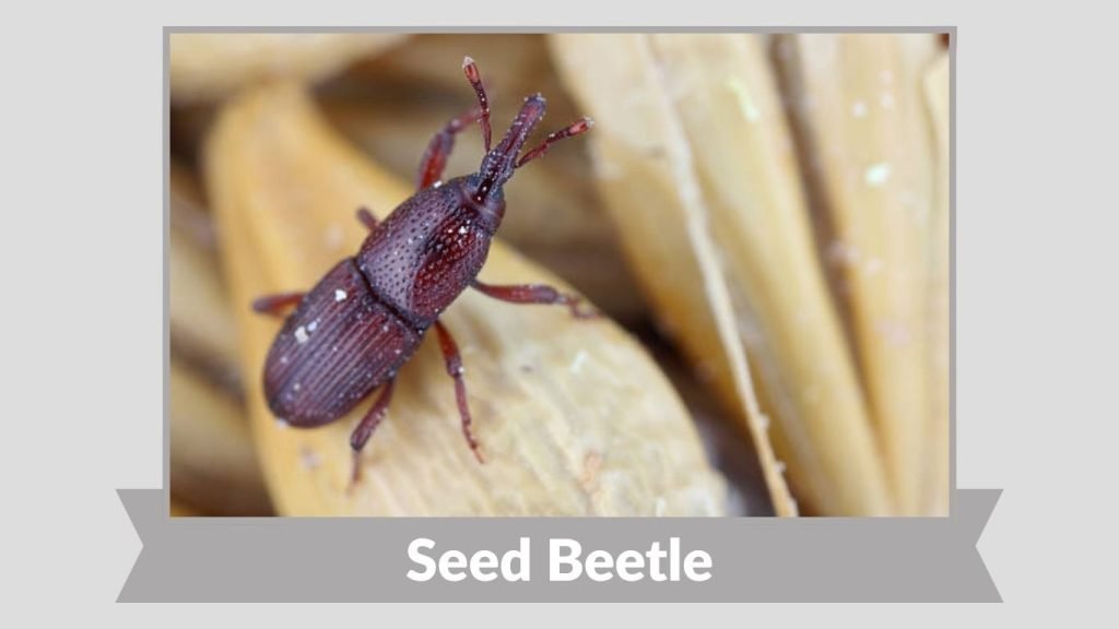 Seed Beetle