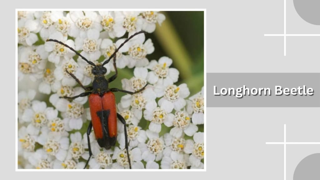 Longhorn Beetle