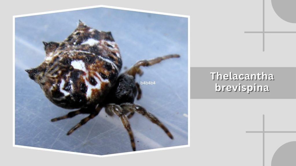 Thelacantha brevispina