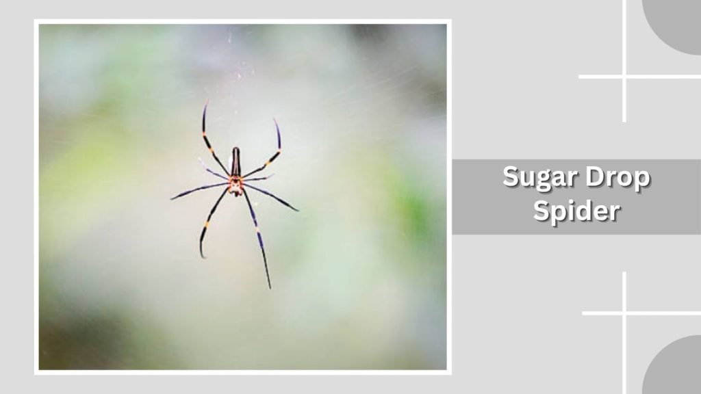  Sugar Drop Spider