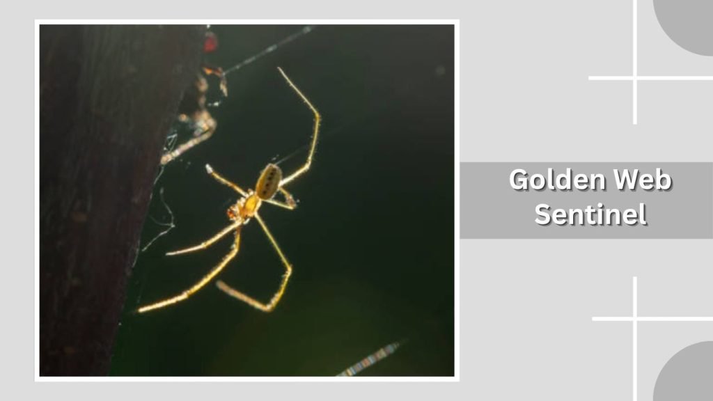 Golden Web Sentinel