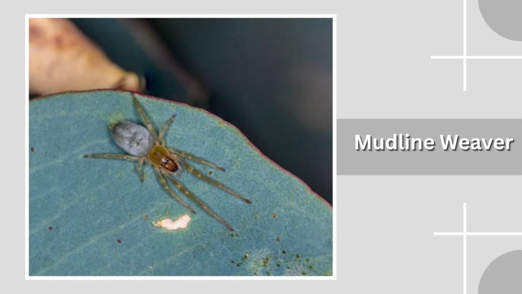 Mudline Weaver