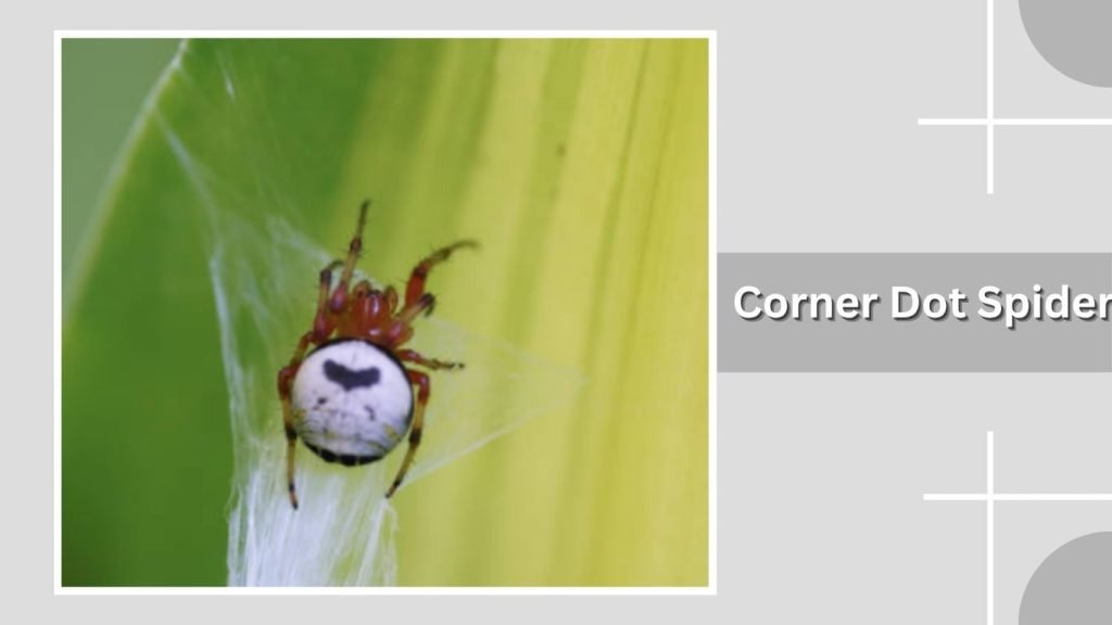 Corner Dot Spider