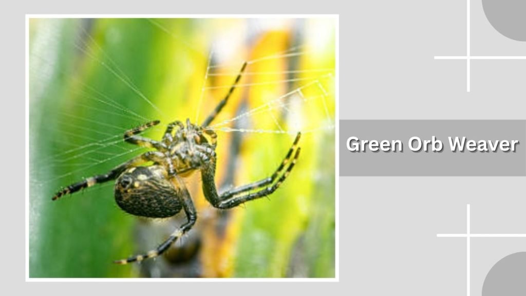 Green Orb Weaver