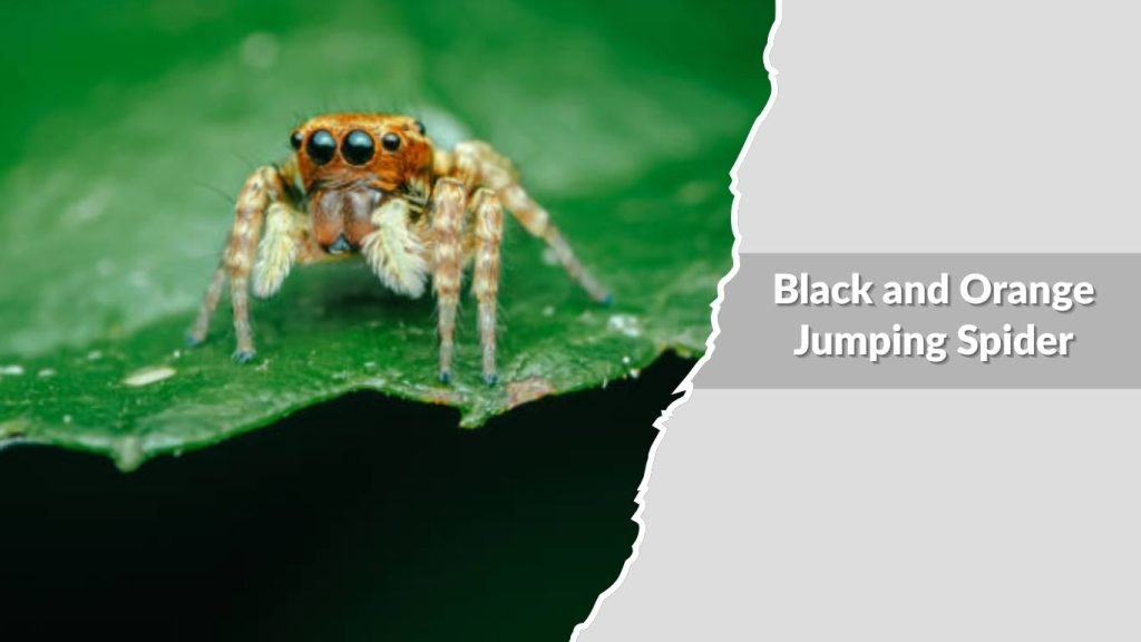 Black and Orange Jumping Spider