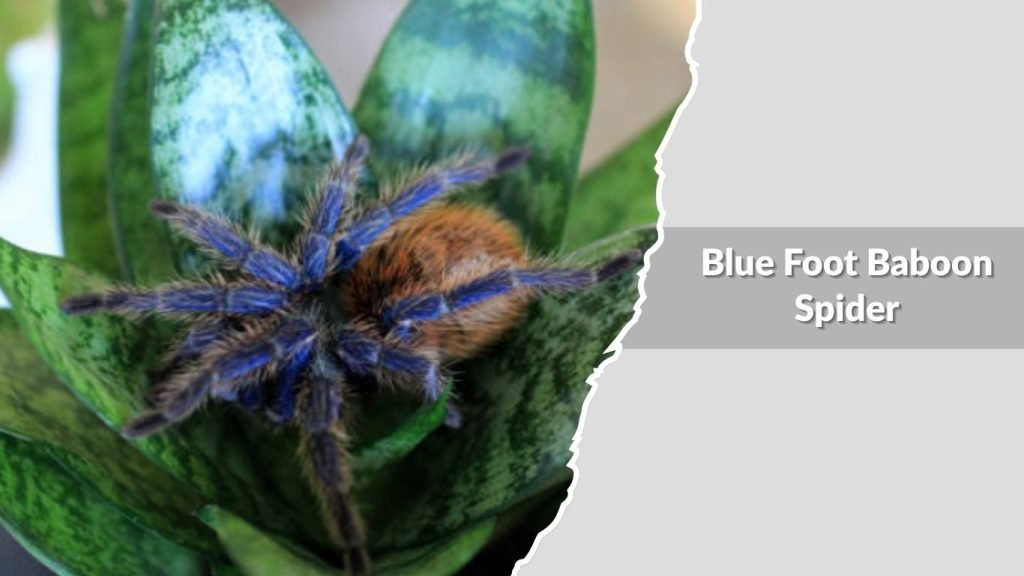 Blue Foot Baboon Spider
