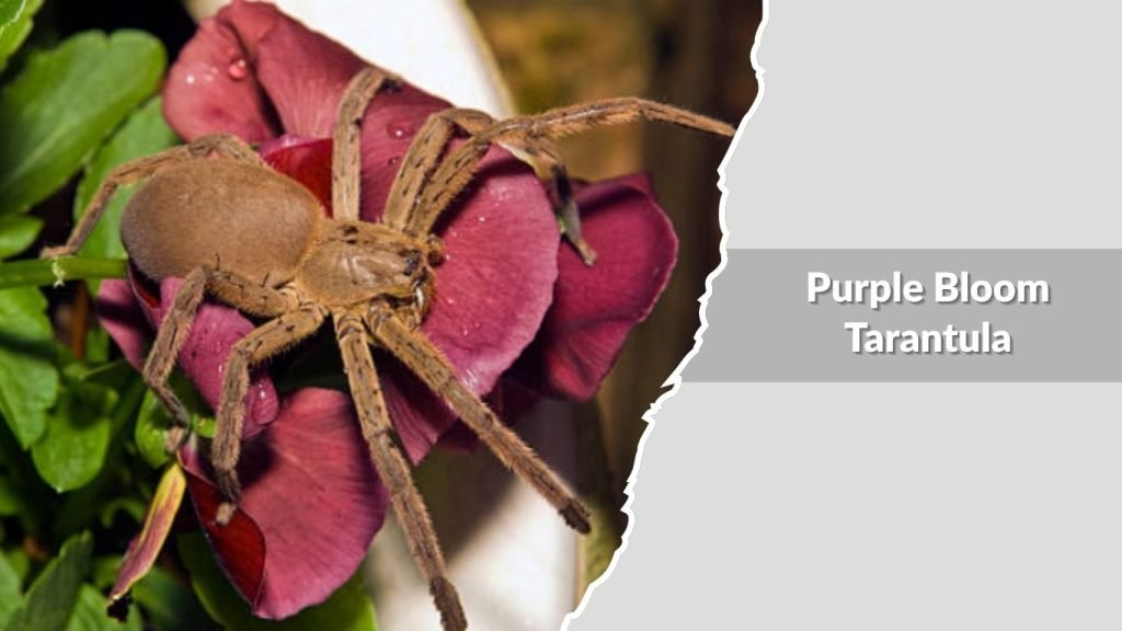  Purple Bloom Tarantula