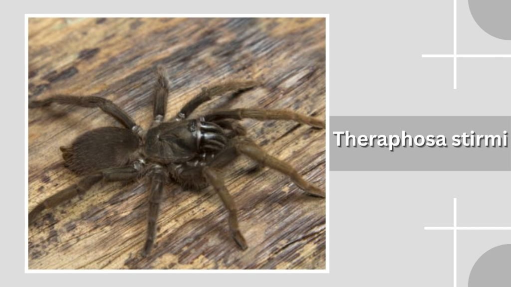 Theraphosa stirmi