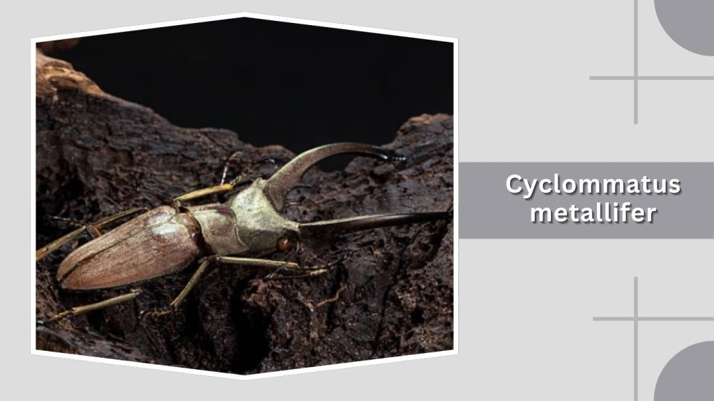 Cyclommatus metallifer