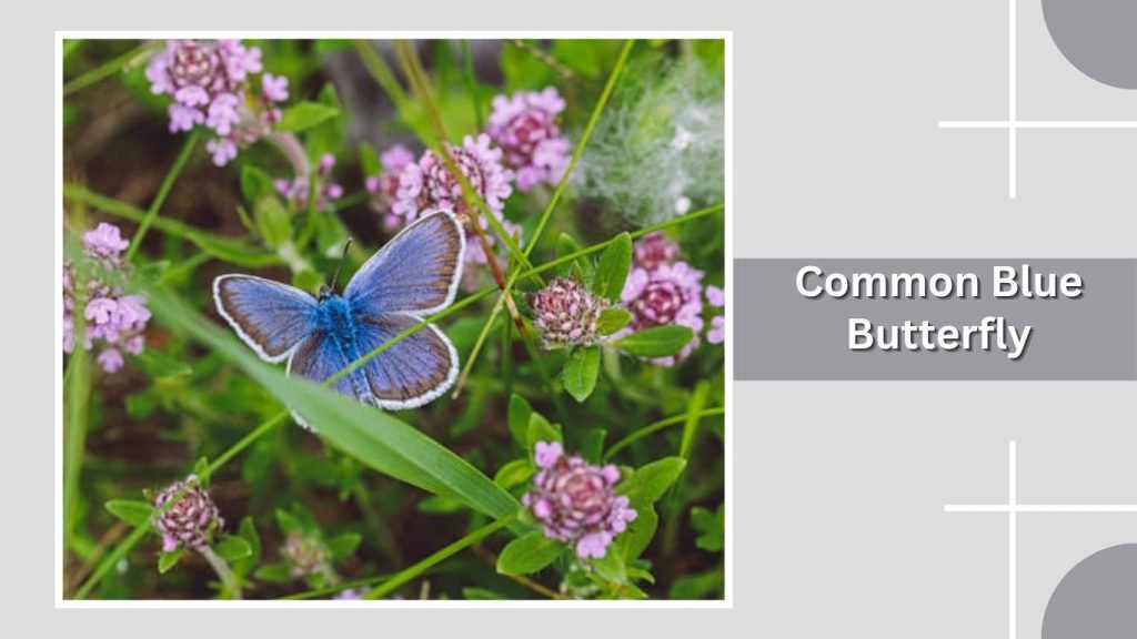 Common Blue Butterfly