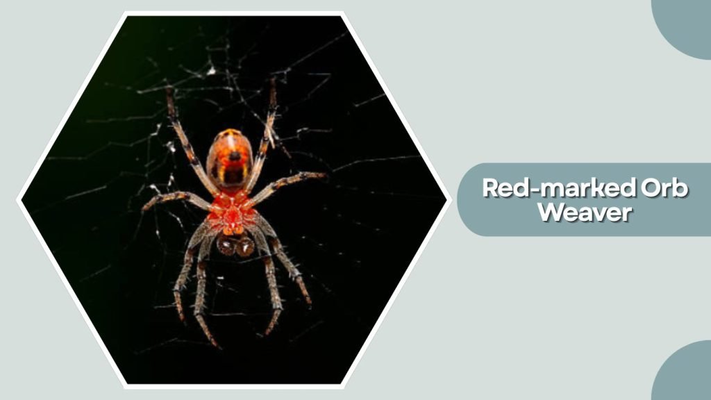  Red-marked Orb Weaver