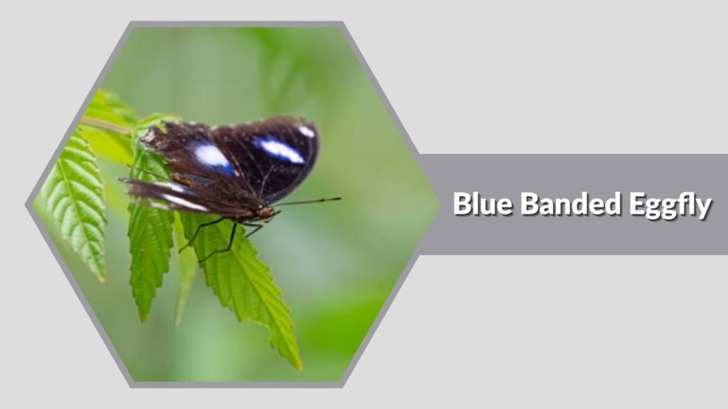 Blue Banded Eggfly