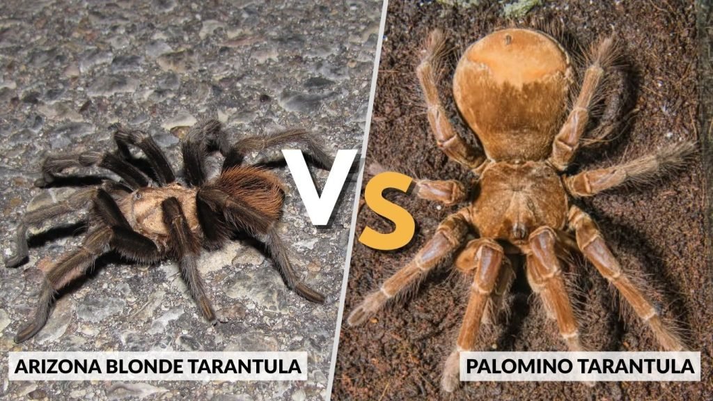 Arizona Blonde Tarantula vs Palomino Tarantula