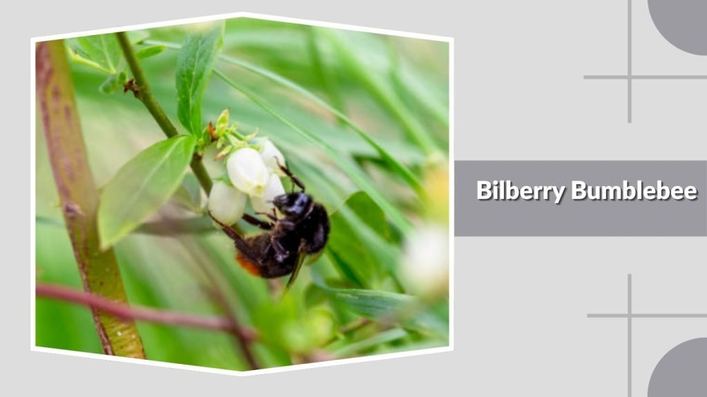 Bilberry Bumblebee