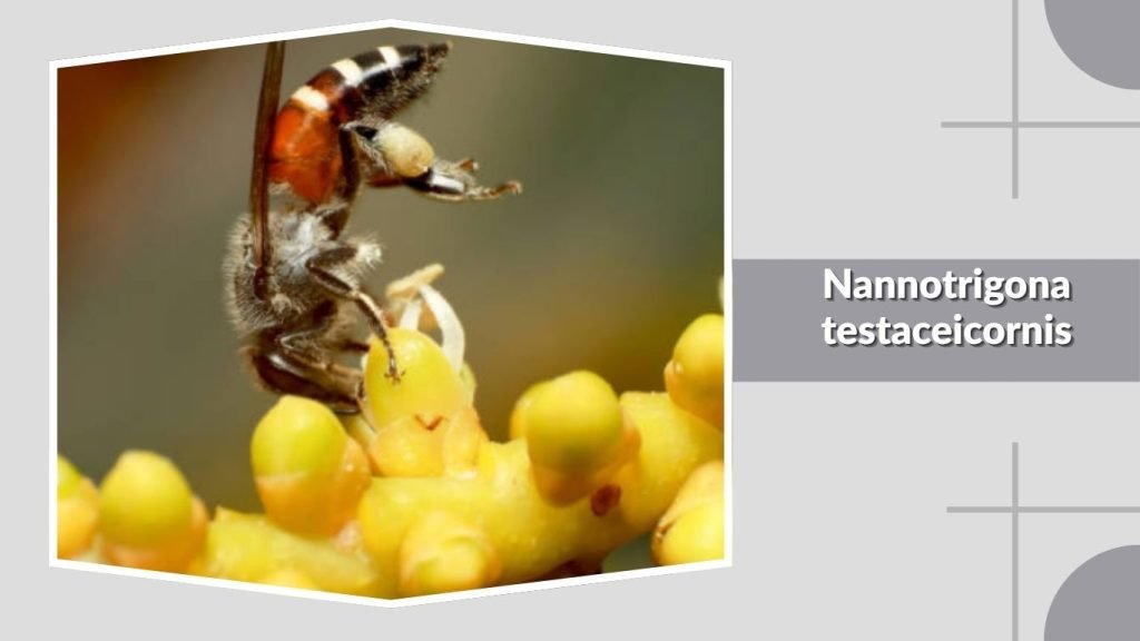  Nannotrigona testaceicornis