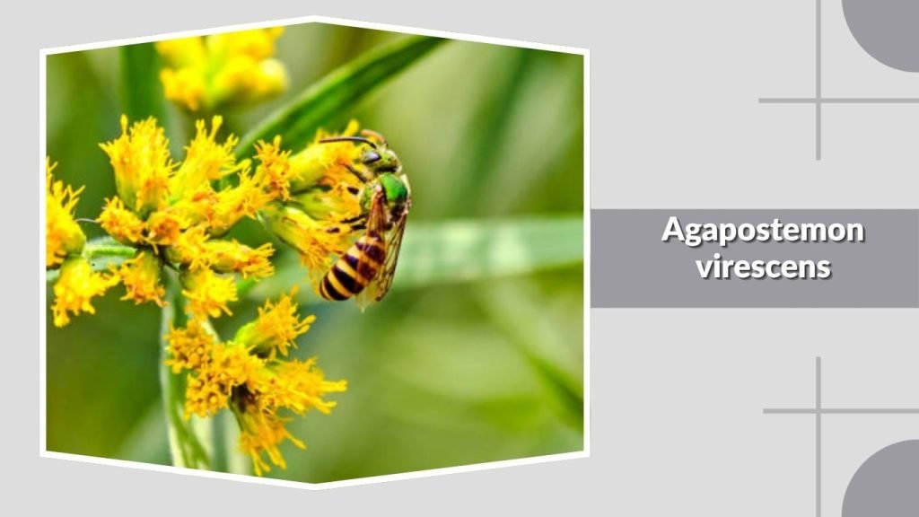  Agapostemon virescens