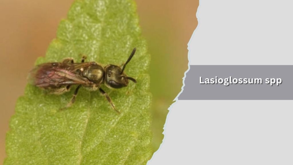 Lasioglossum spp