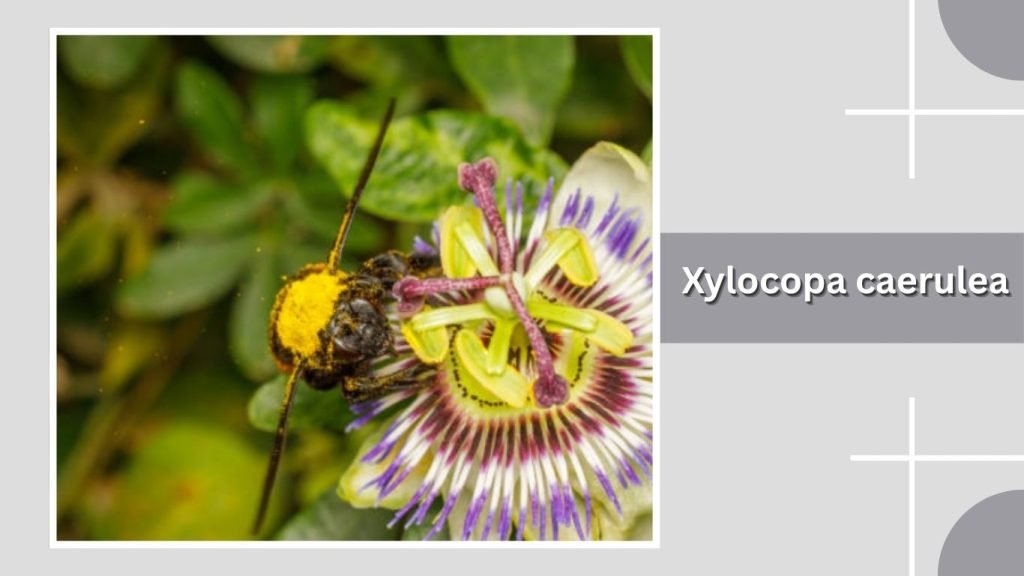  Xylocopa caerulea