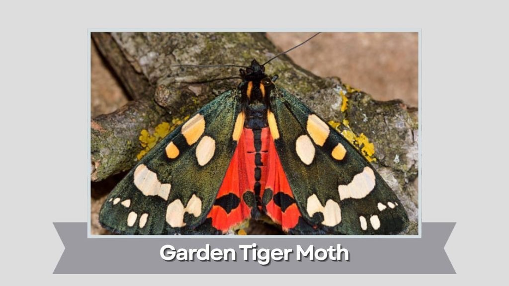  Garden Tiger Moth