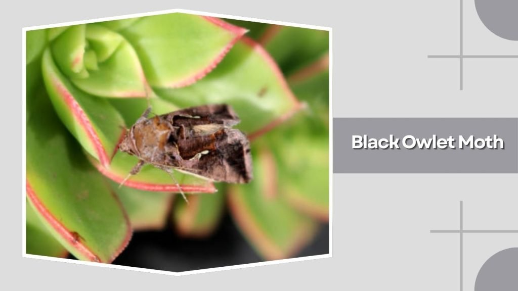Black Owlet Moth