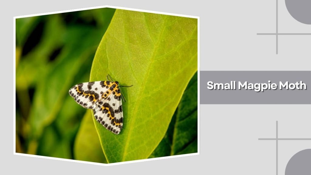 Small Magpie Moth