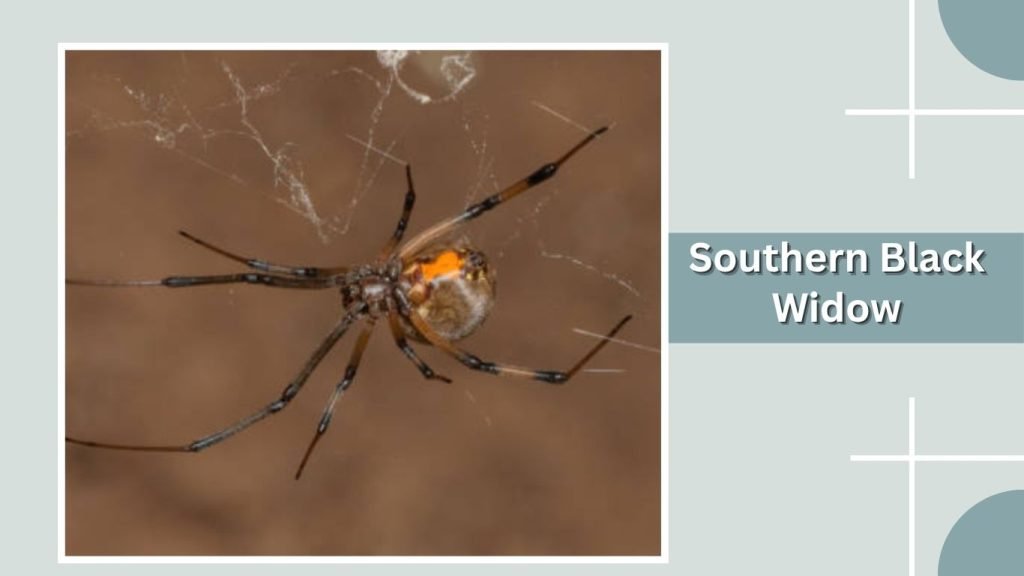 Southern Black Widow