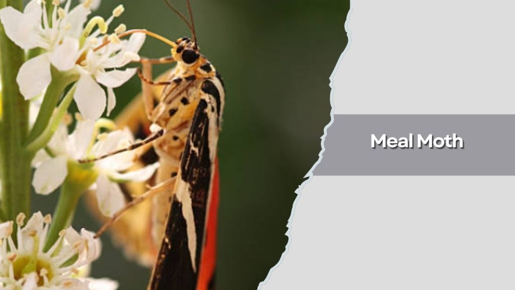 Meal Moth