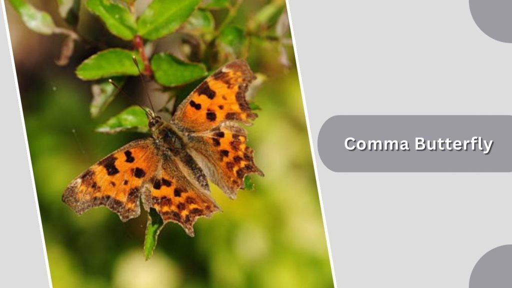 Comma Butterfly