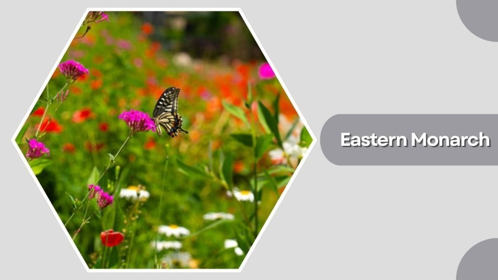  Eastern Monarch