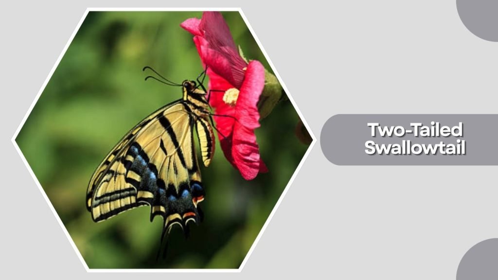 Two-Tailed Swallowtail