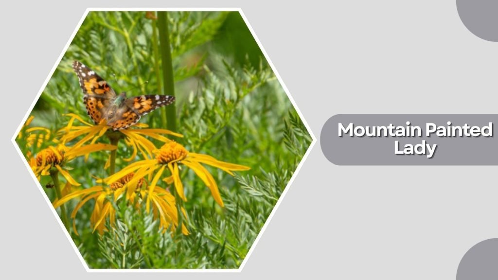 Mountain Painted Lady