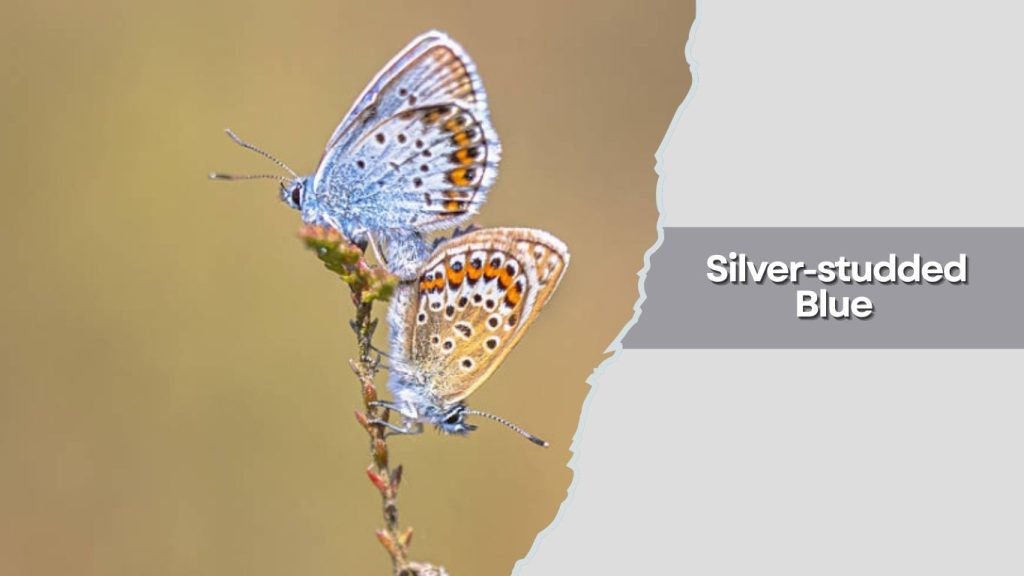 Silver-studded Blue