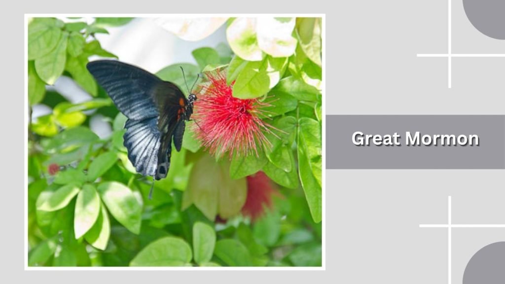  Great Mormon