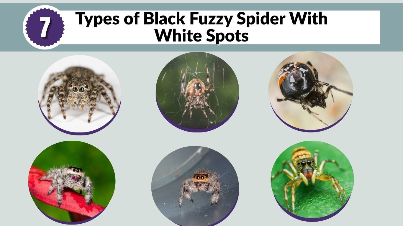 7 Types of Black Fuzzy Spider With White Spots (ID with Picture)