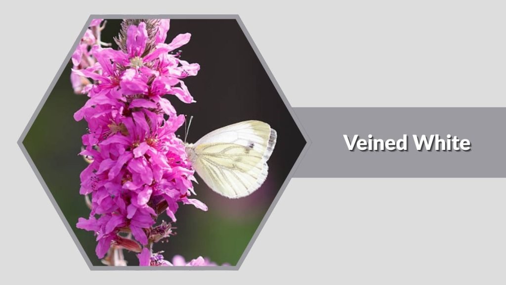 Veined White