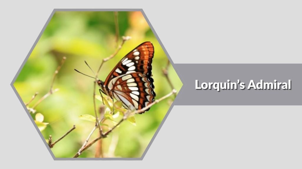 Lorquin’s Admiral