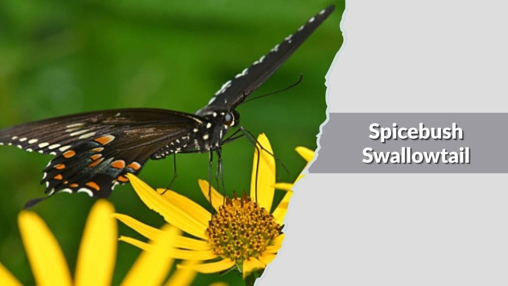  Spicebush Swallowtail
