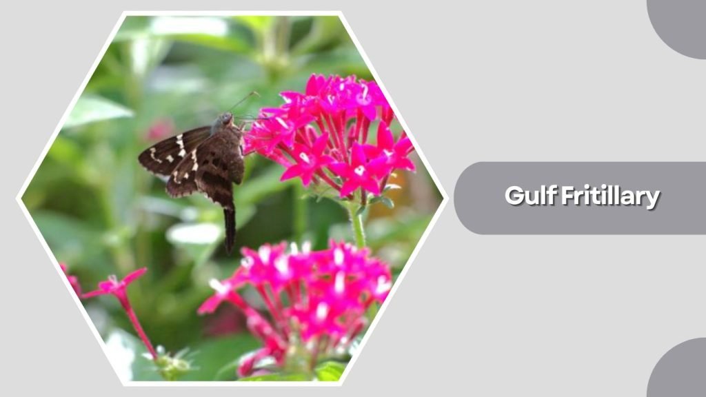  Gulf Fritillary