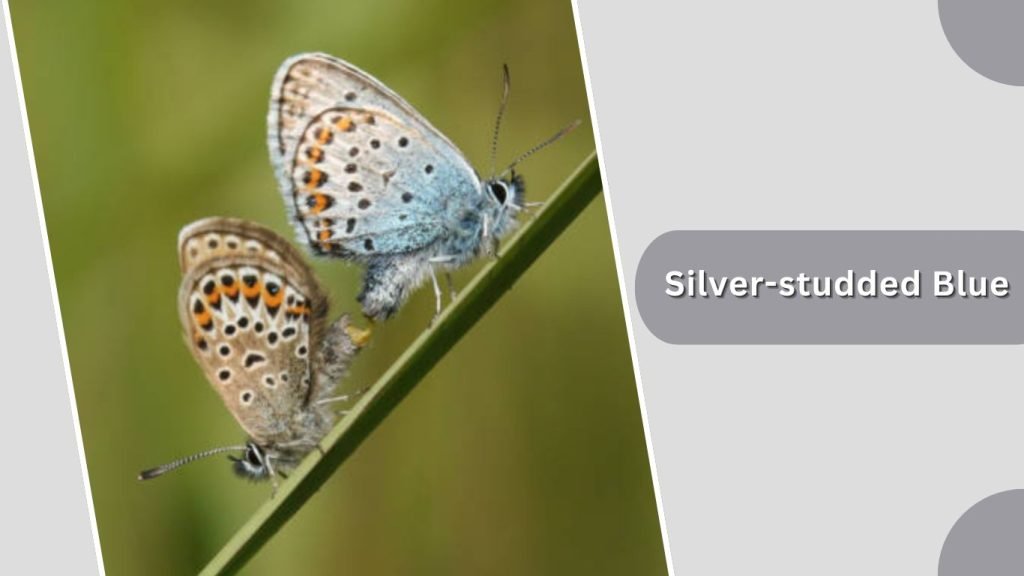 Silver-studded Blue