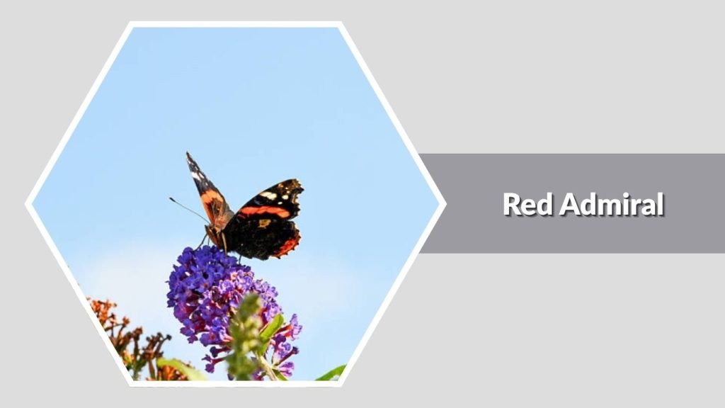  Red Admiral