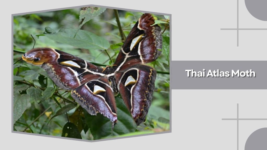 Thai Atlas Moth