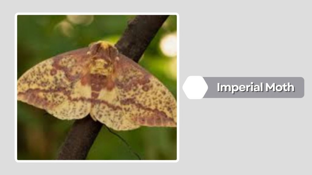  Imperial Moth