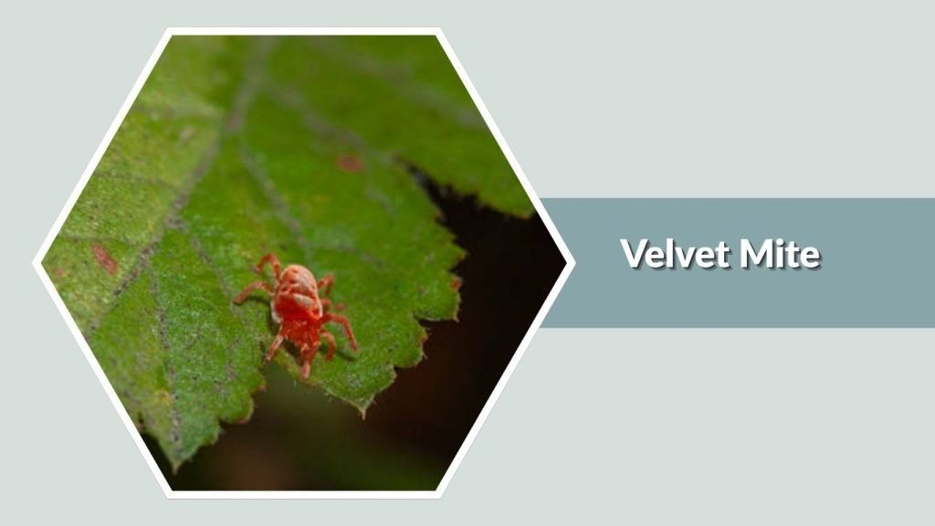 Velvet Mite