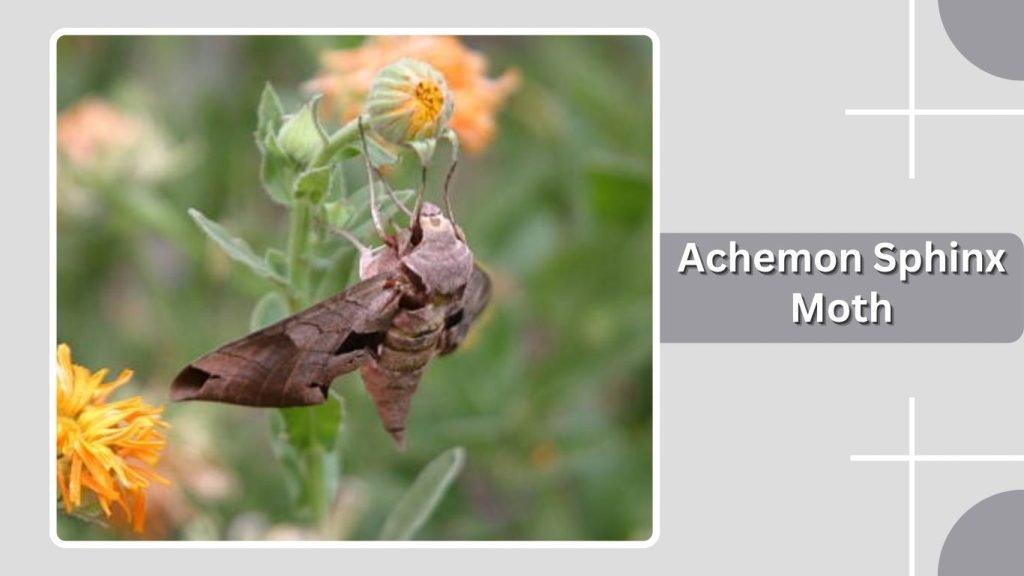 Achemon Sphinx Moth