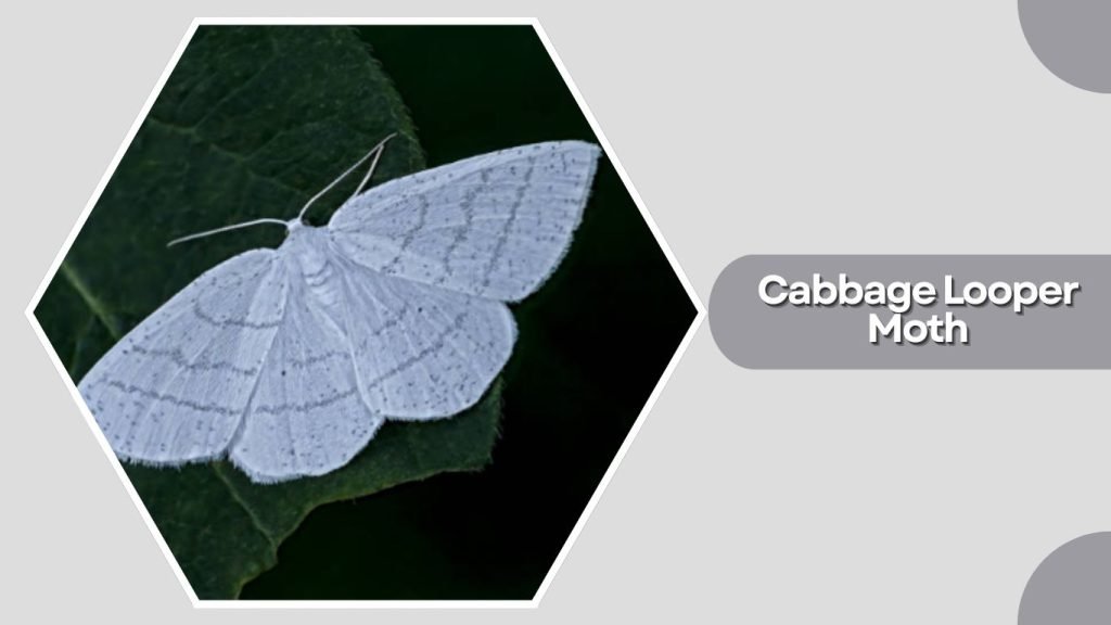 Cabbage Looper Moth