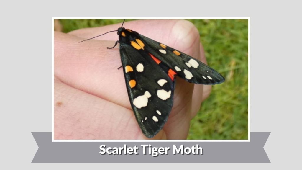 Scarlet Tiger Moth